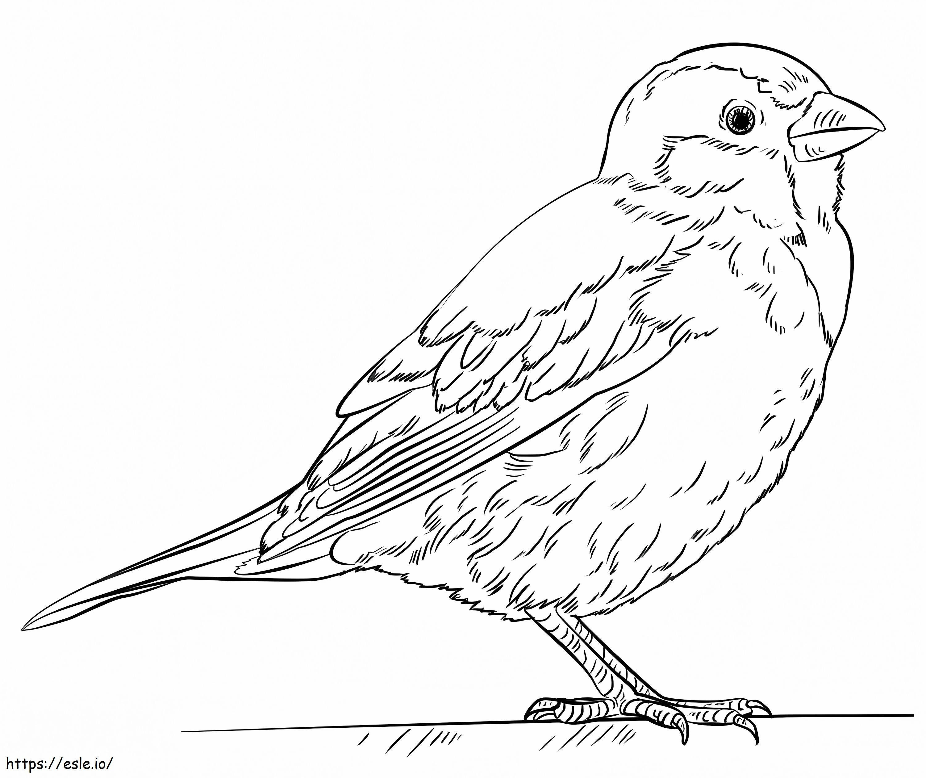 Perfect Sparrow coloring page