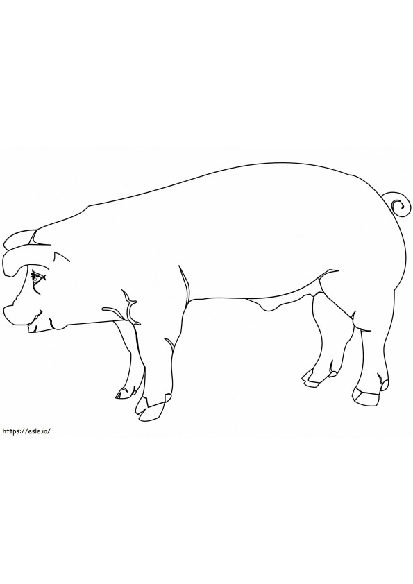 Normal Pig 2 coloring page