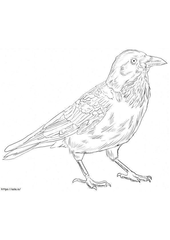 Australian Raven