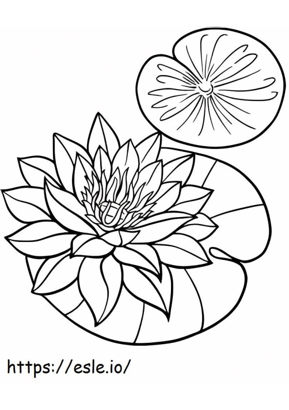 Flor de loto sobre hoja de loto para colorear