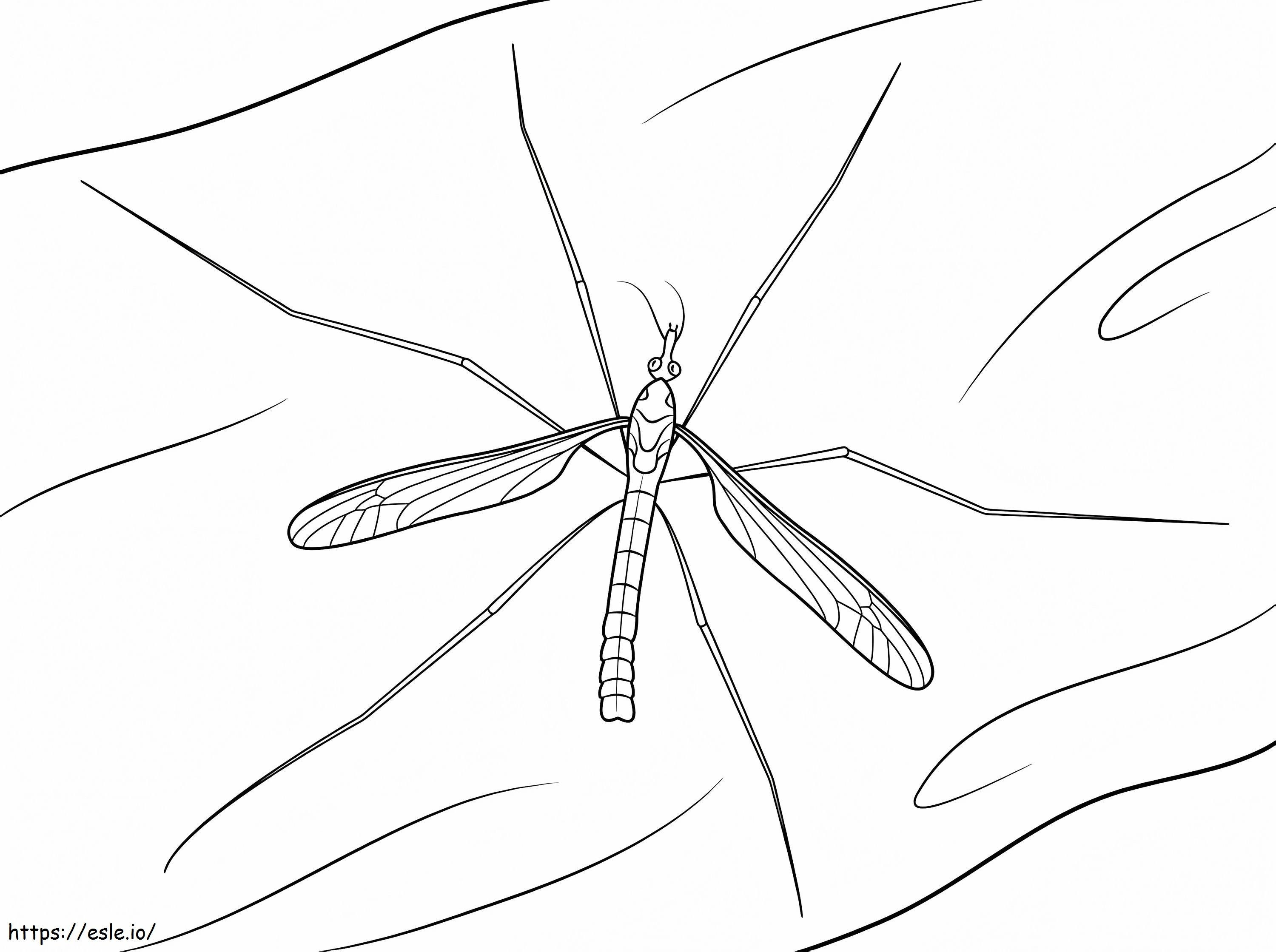A Mosquito coloring page