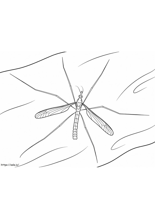 A Mosquito coloring page