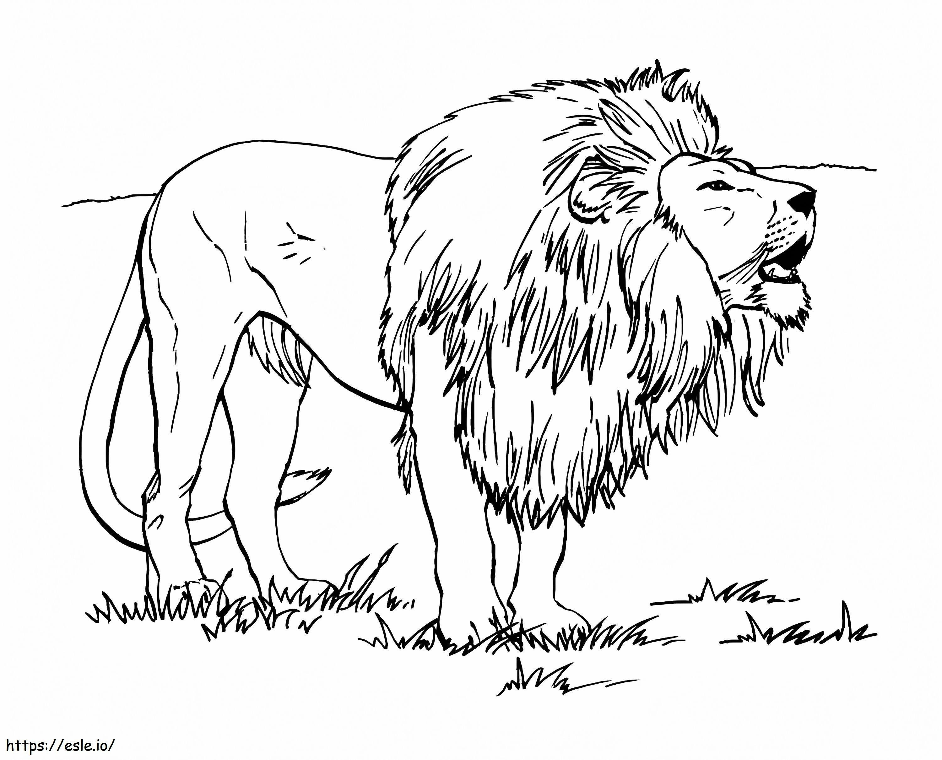 Coloriage Lion A Letat Sauvage à imprimer dessin
