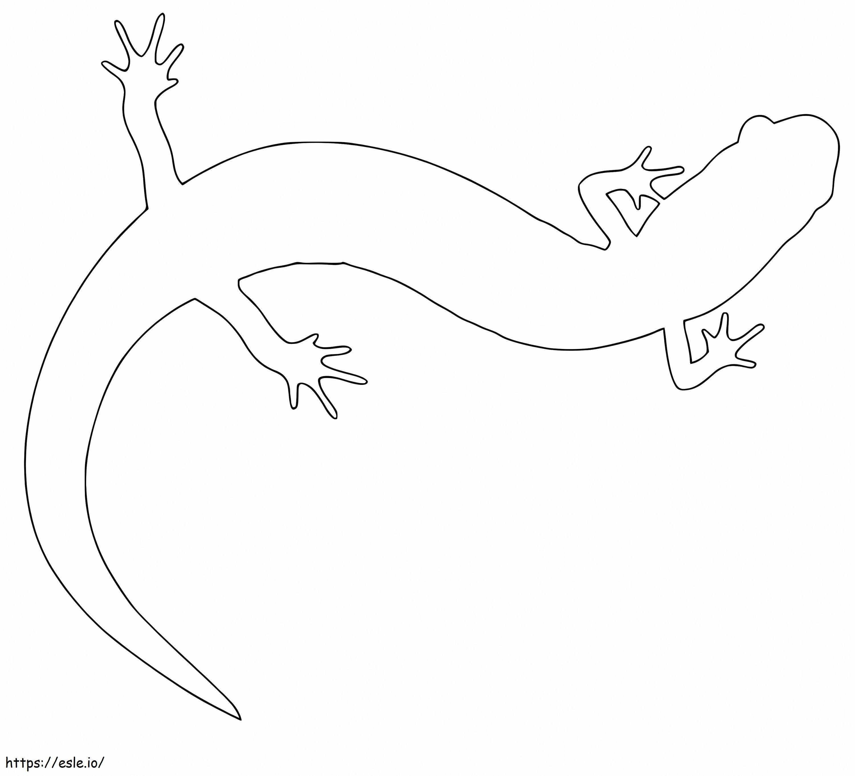 Garis Besar Salamander Gambar Mewarnai
