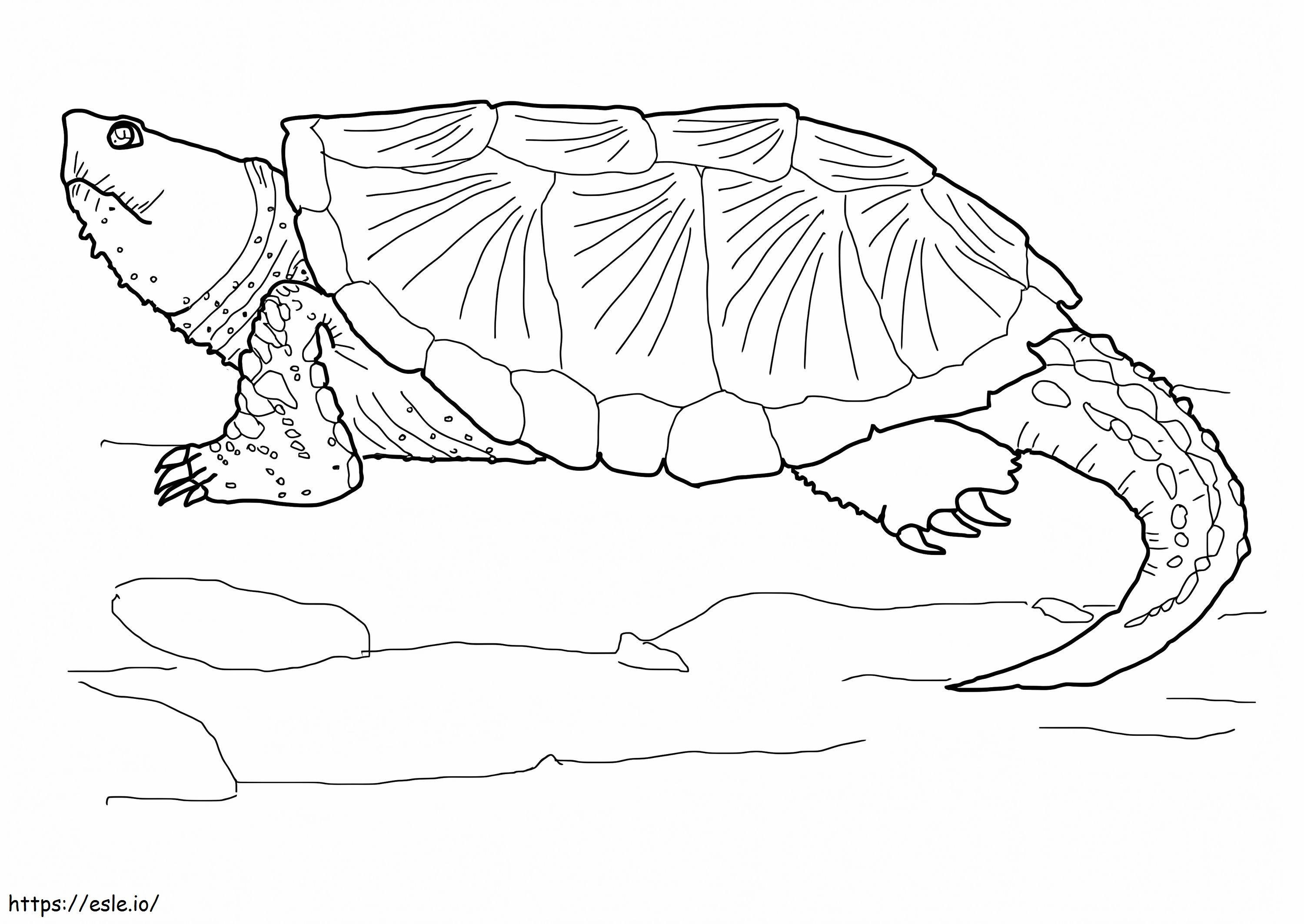 Közönséges csattanó teknős 1 kifestő