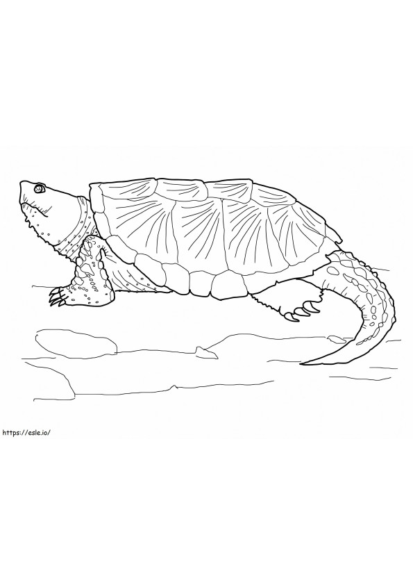 Tartaruga azzannatrice comune 1 da colorare