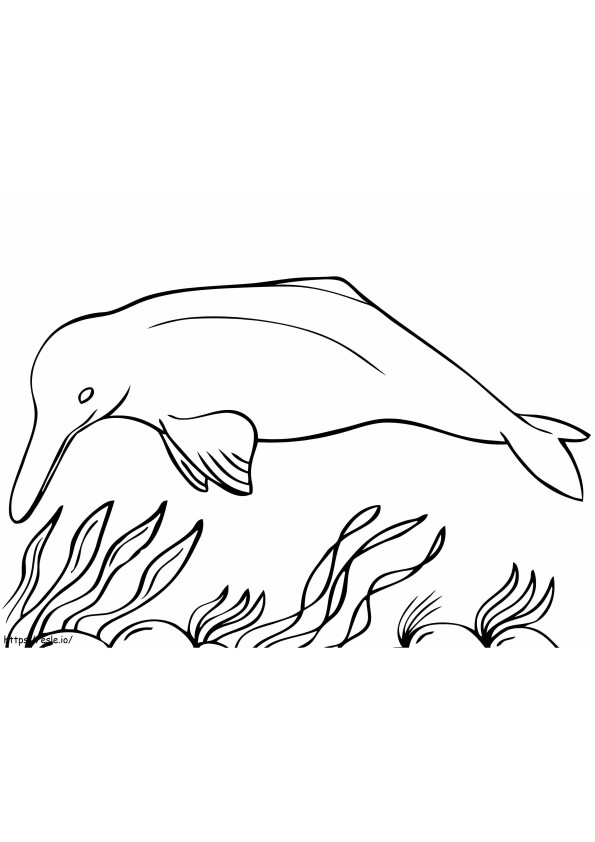 Delfino rosa dall'Amazzonia