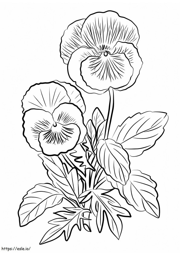 Free Printable Pansy Flowers coloring page