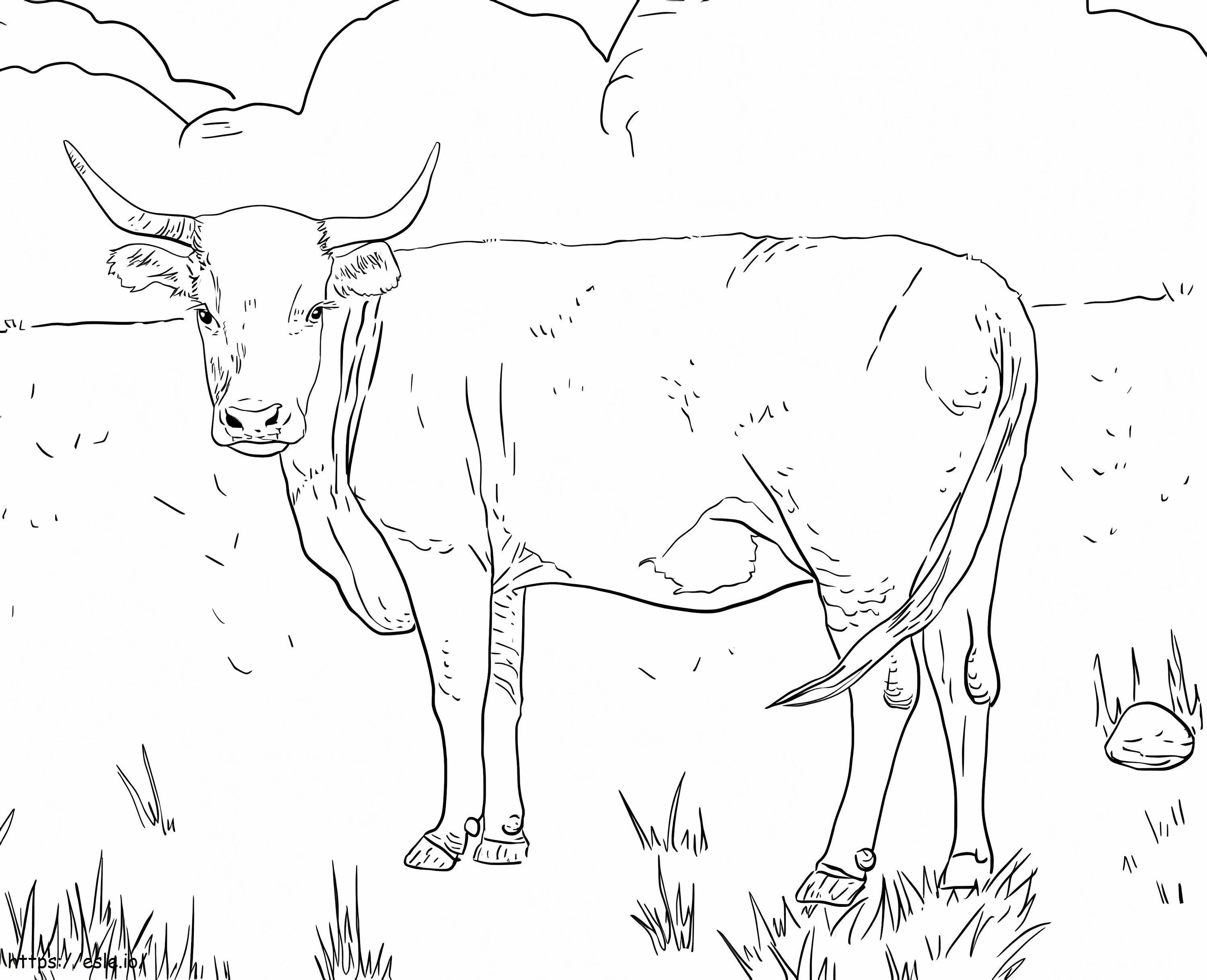 Vaca Hereford com chifres para colorir