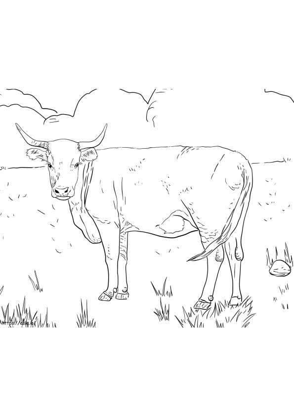 Coloriage Vache Hereford avec des cornes à imprimer dessin