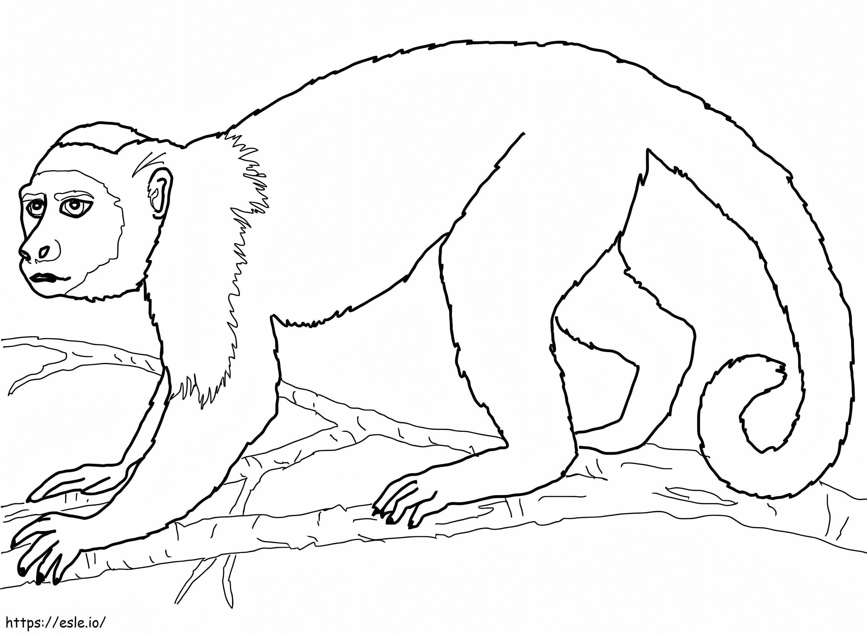 Coloriage Singe capucin à imprimer dessin