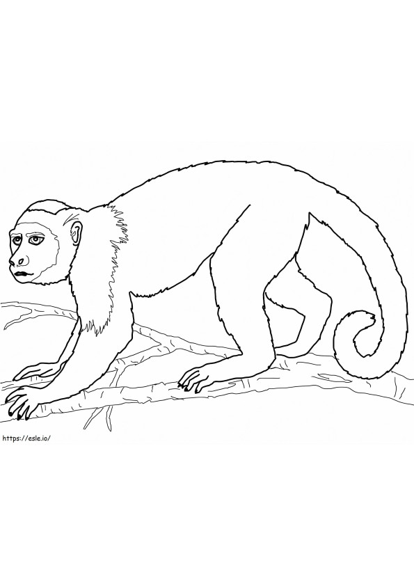 Macaco capuchinho para colorir