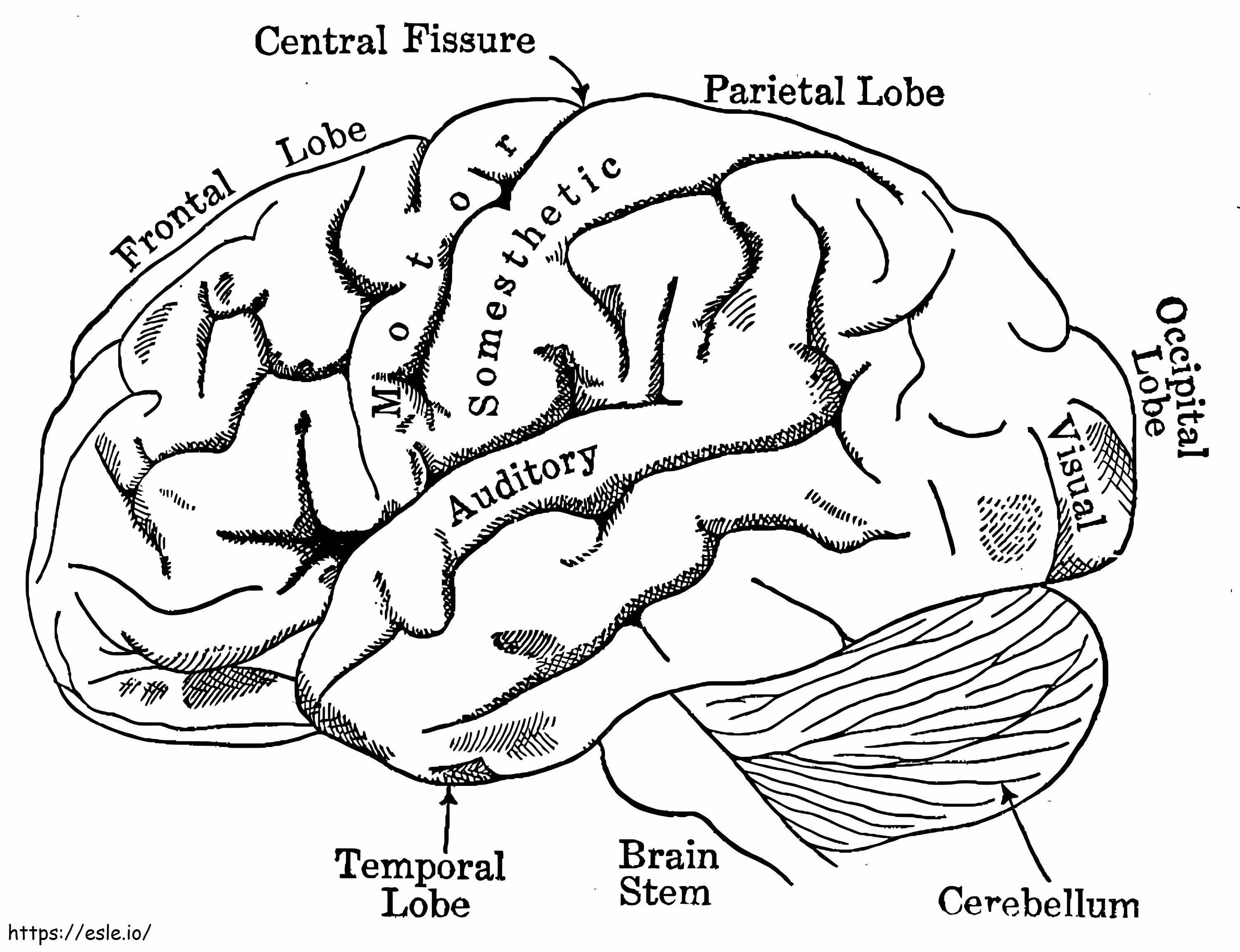Ludzki mózg 6 kolorowanka