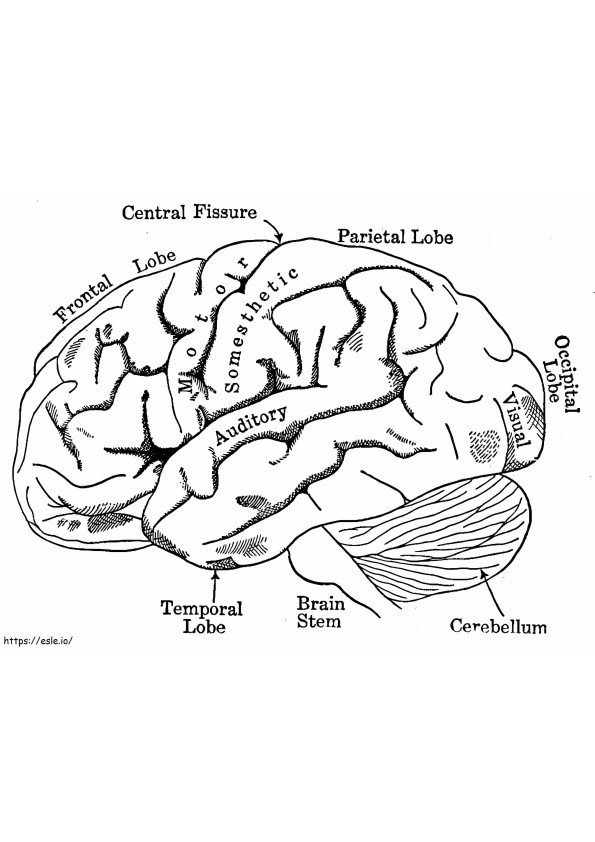 Cérebro Humano 6 para colorir