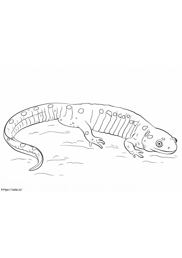 Coloriage Salamandre maculée à imprimer dessin