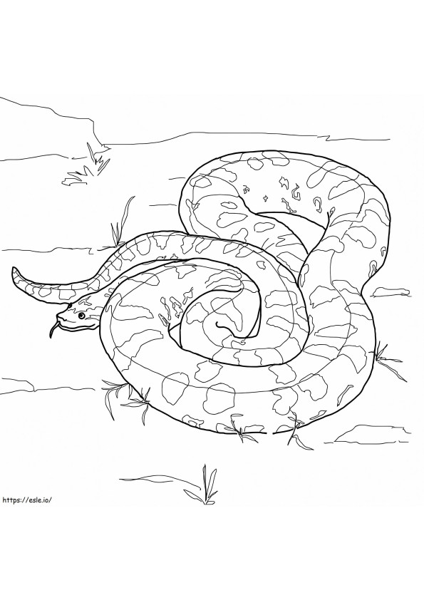 Printable Green Anaconda