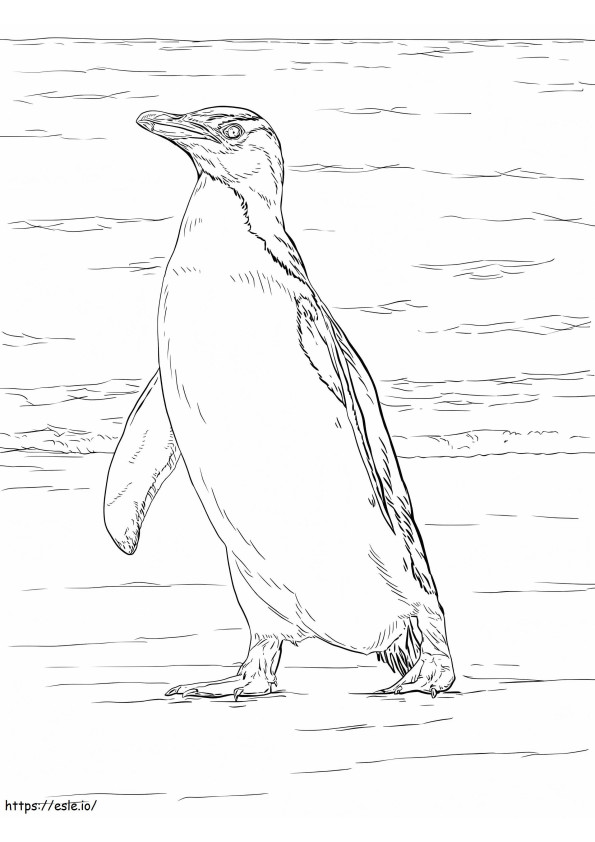 Pingwin żółtooki kolorowanka