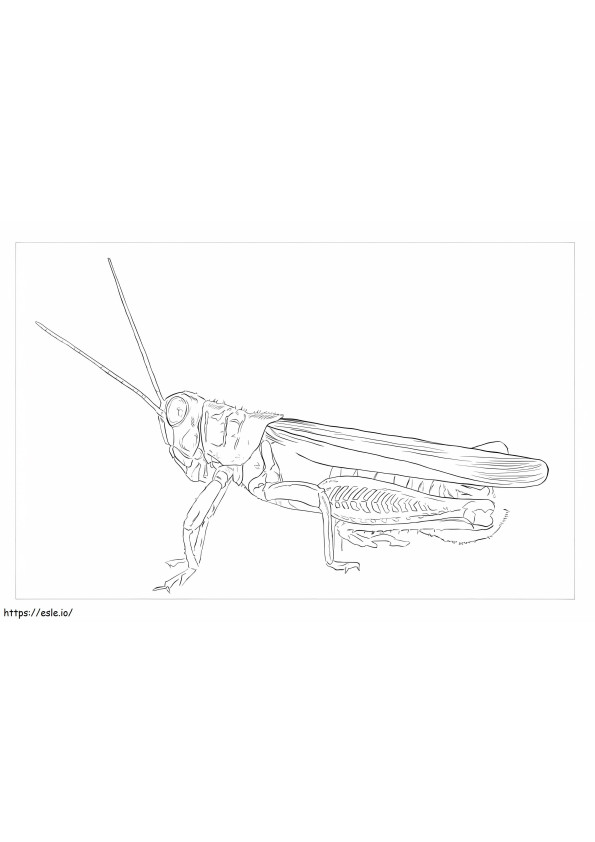 Grasshopper Differential coloring page