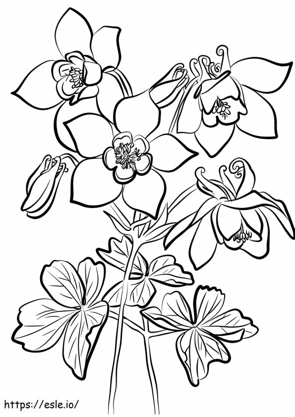 1527065846_Fan Columbine_1 coloring page