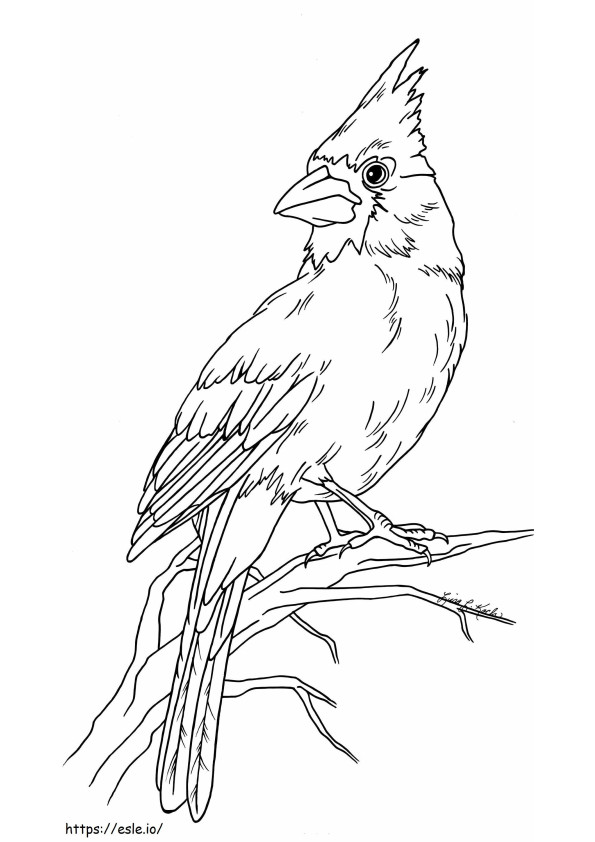 Tulostettava Cardinal Scaled värityskuva
