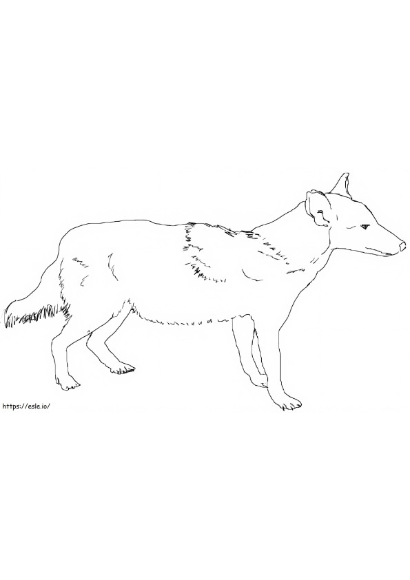 Coloriage Coyote 4 à imprimer dessin