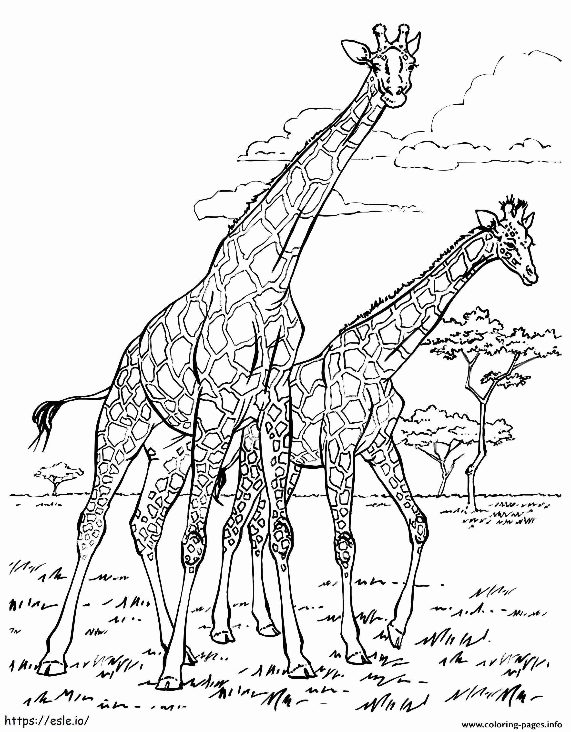 1529034307 Erwachsene afrikanische Giraffen ausmalbilder