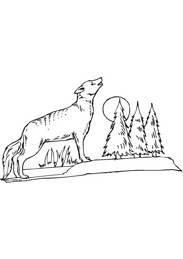 Coyote In Het Bos