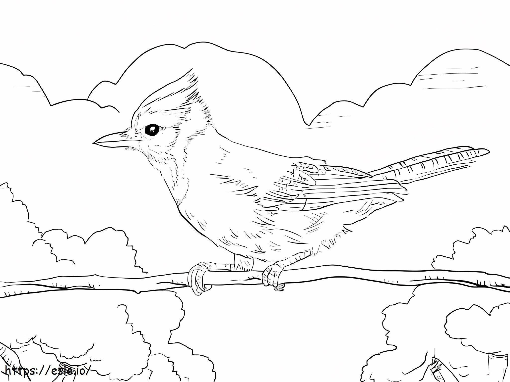 Drăguță pasăre Jay de colorat