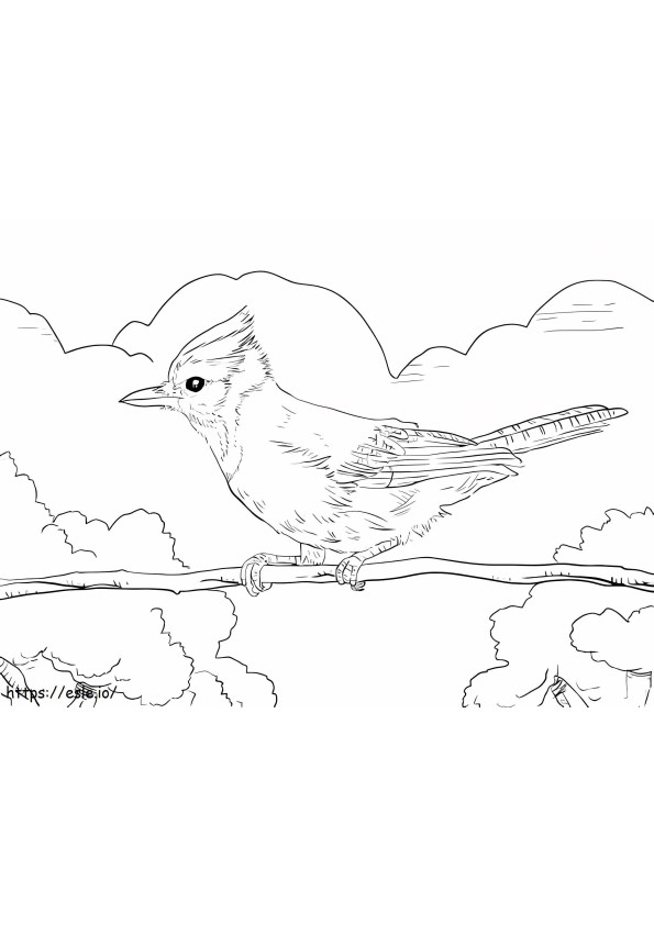 Cute Jay Bird coloring page