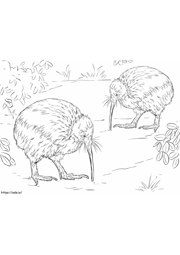 Braune Kiwi der Nordinsel ausmalbilder