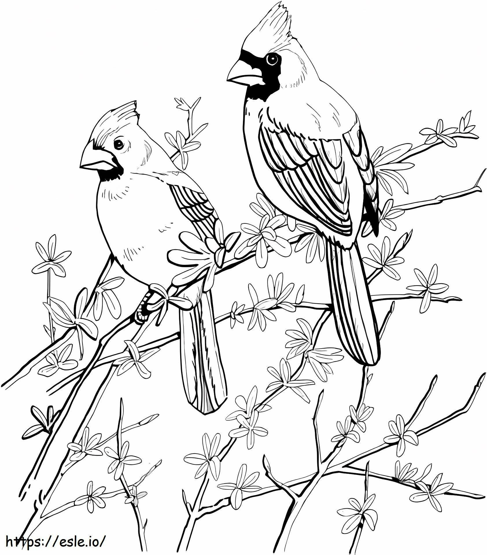Doi cardinali pe ramura de copac de colorat