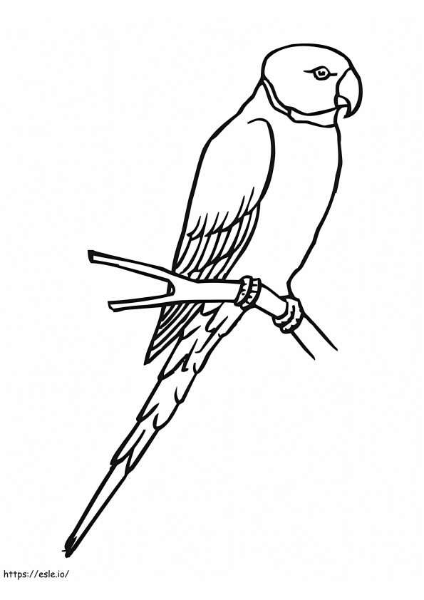 Parakeet 2 coloring page