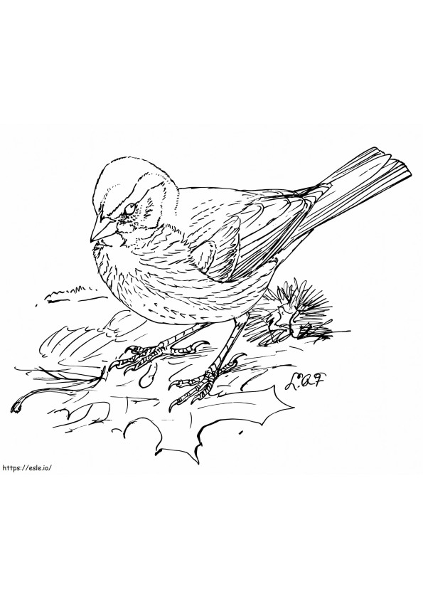 Kettu Sparrow värityskuva