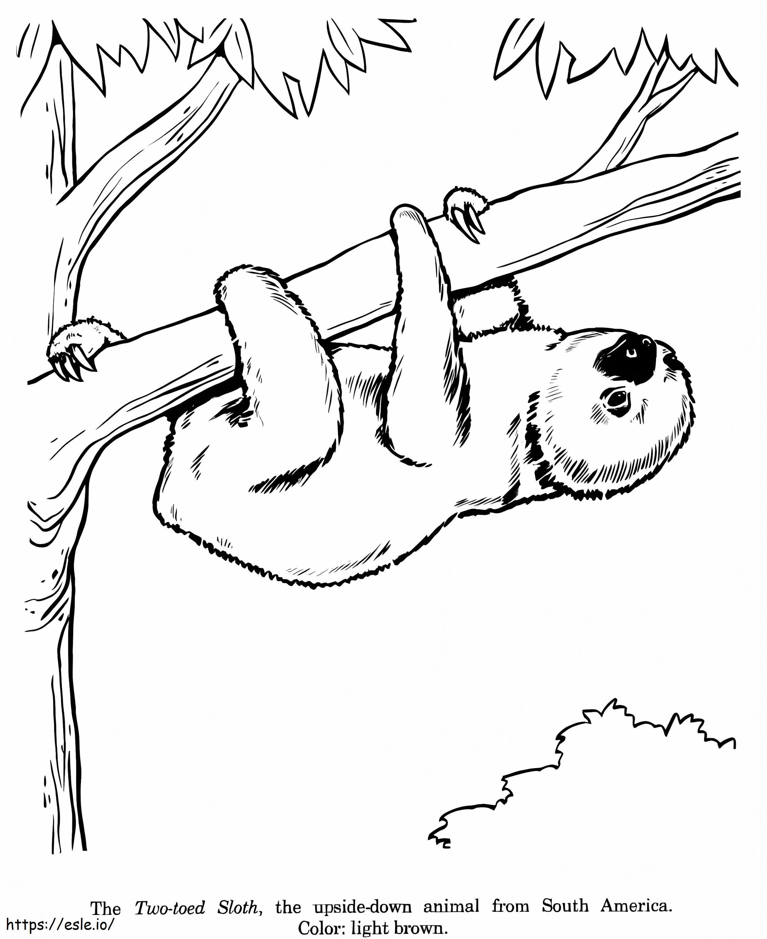 Sloth 2 coloring page