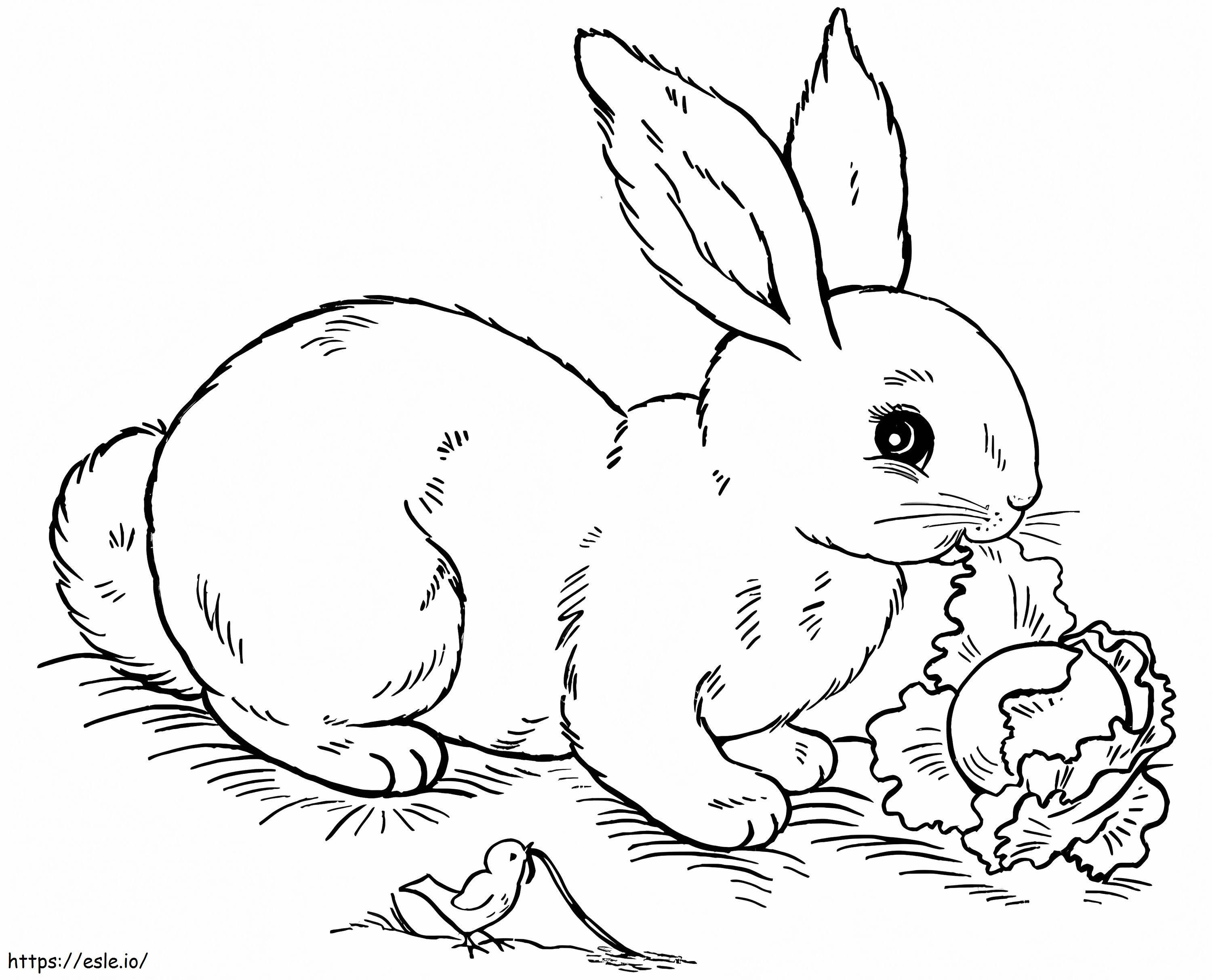 Rabbit Eating Cabbage coloring page