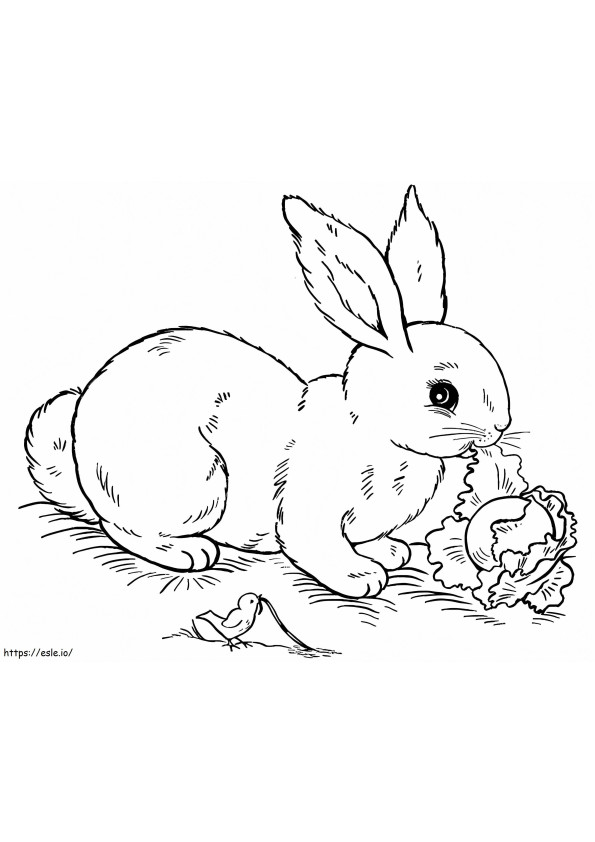 Coniglio che mangia cavolo da colorare