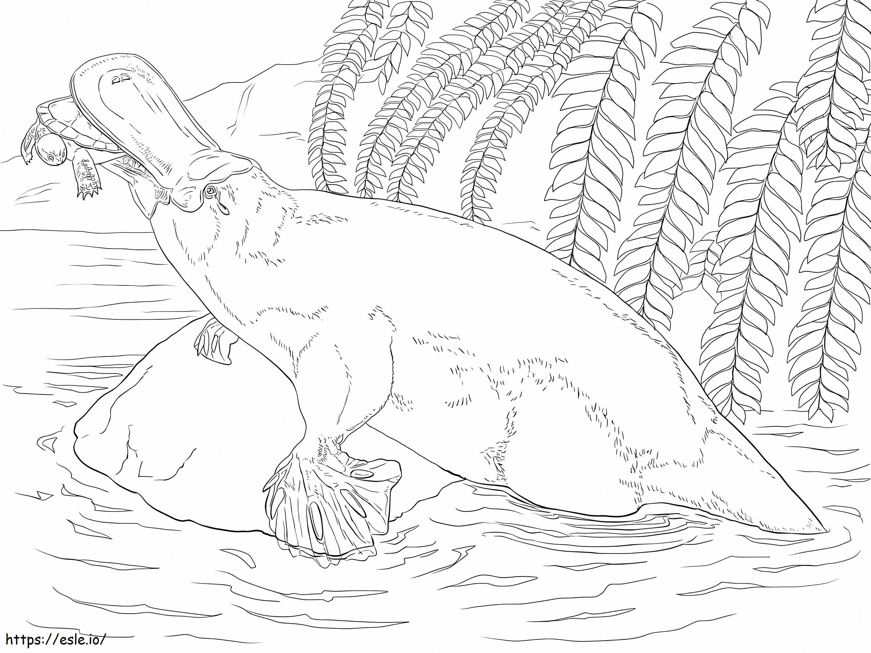 Platypus And Turtle coloring page