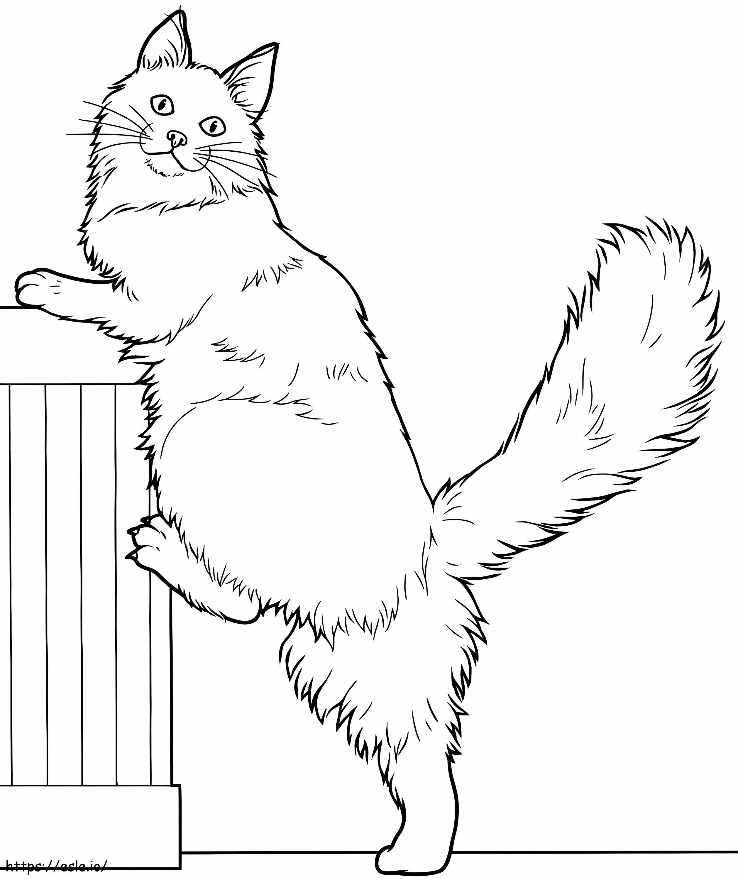 メインクーン猫 1 ぬりえ - 塗り絵