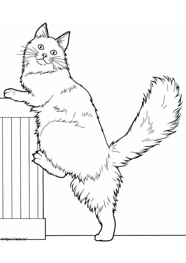 メインクーン猫 1 ぬりえ - 塗り絵