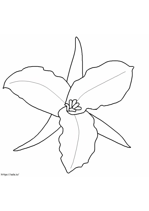 White Trillium With Labels
