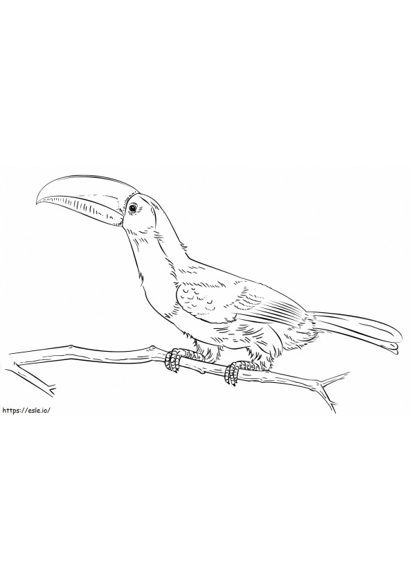 Tucano bico-de-quilha