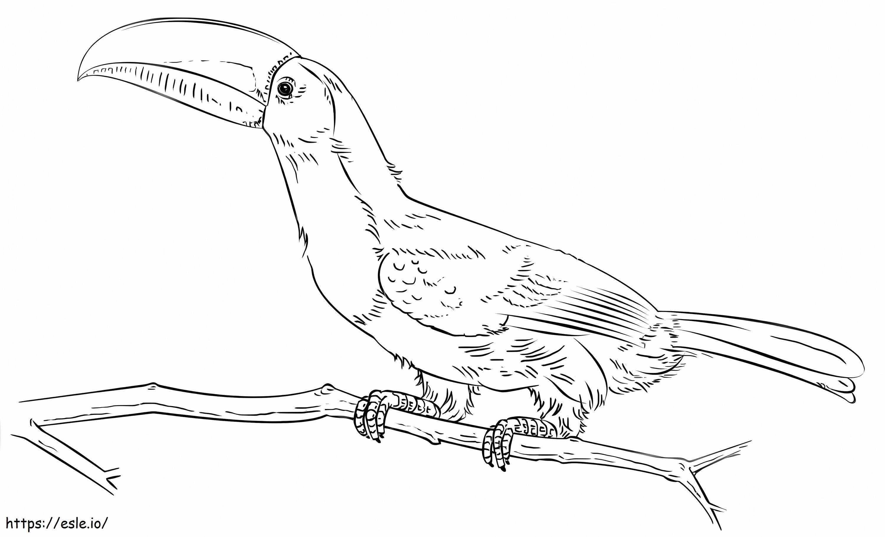 Keel-Billed Toucan coloring page