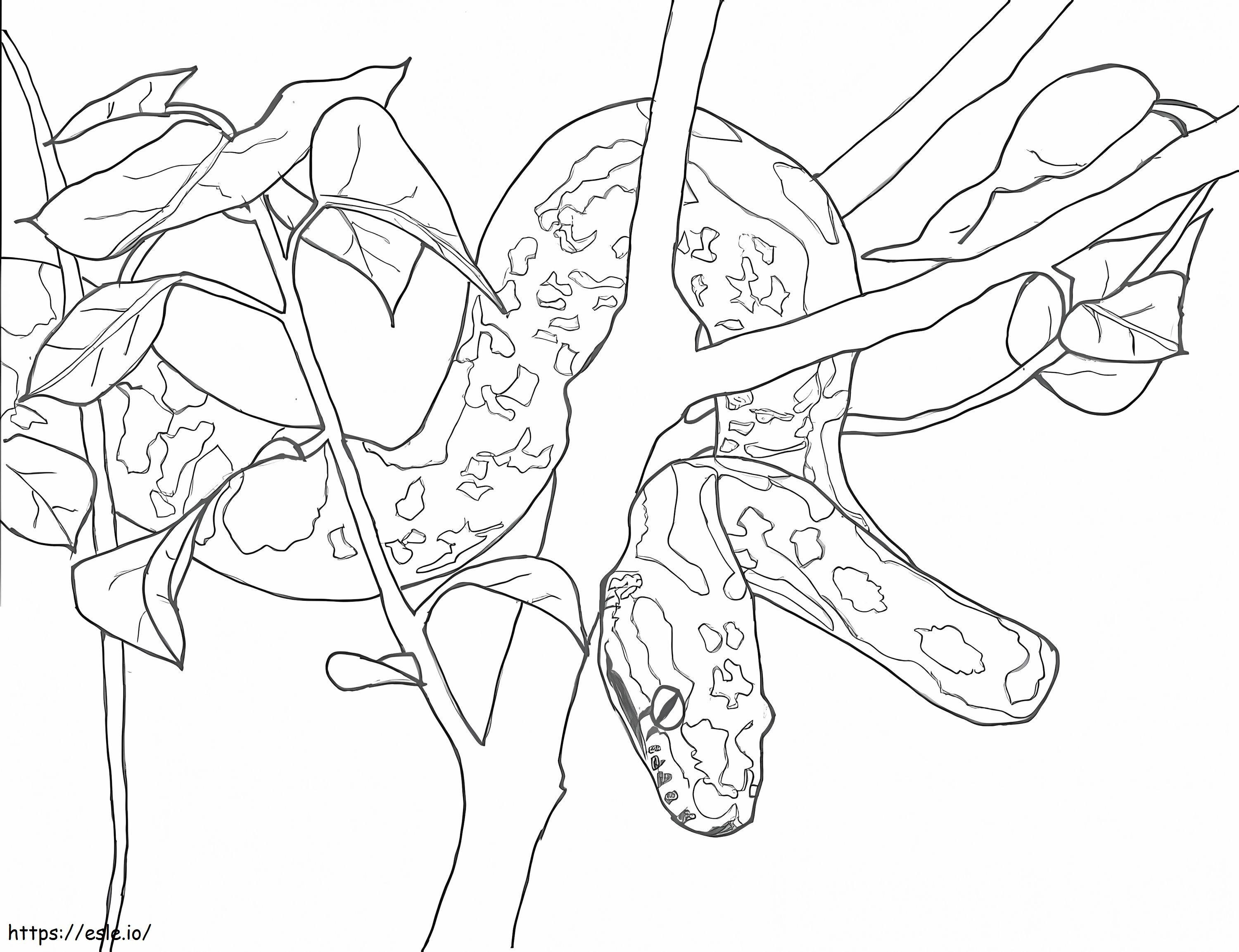 木の枝にいるニシキヘビ ぬりえ - 塗り絵