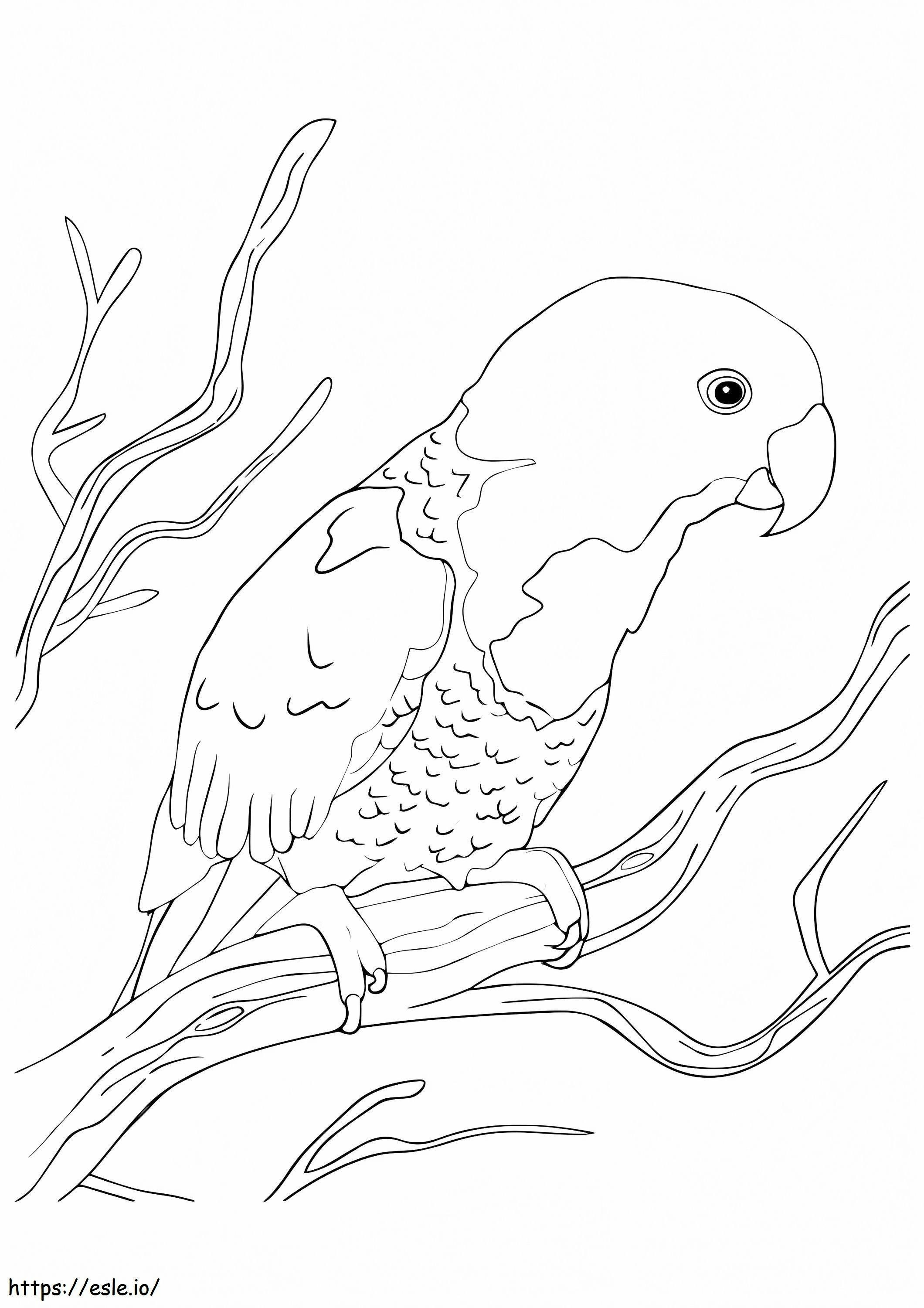 Coloriage Le perroquet à nuque bleue à imprimer dessin