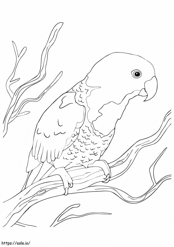 Papagalul cu ceafă albastră de colorat