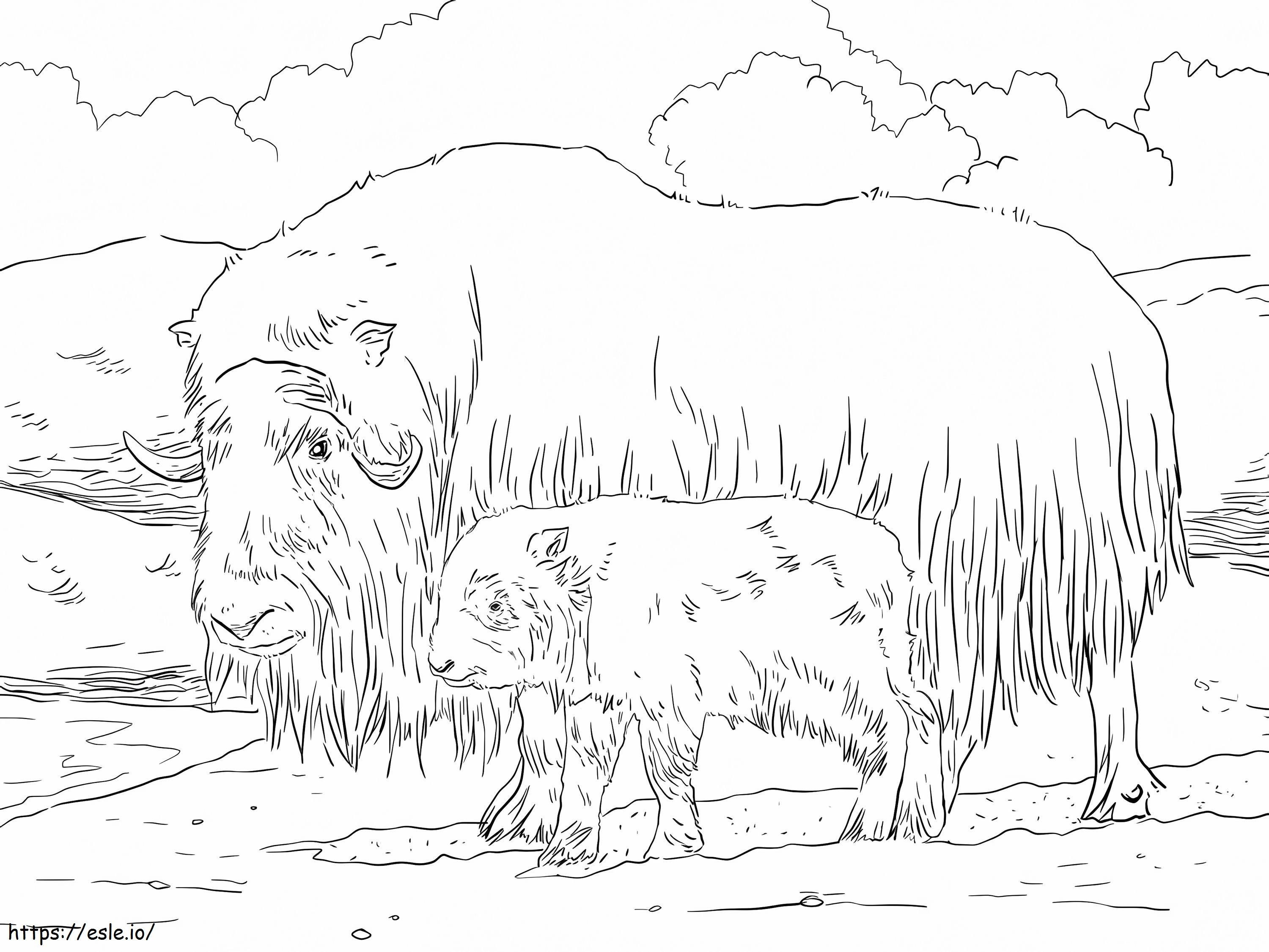 Mother And Baby Musk Ox coloring page