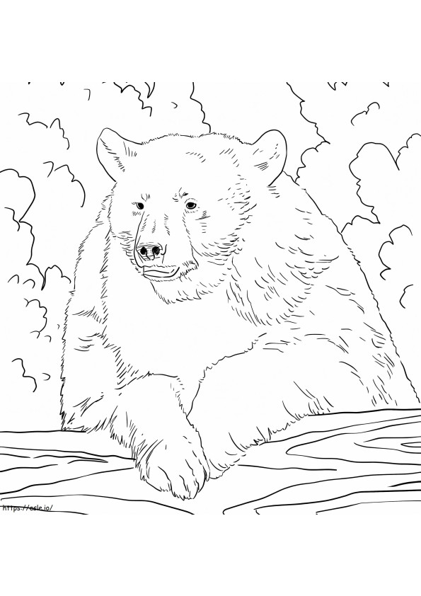 Urso Negro Americano Básico para colorir