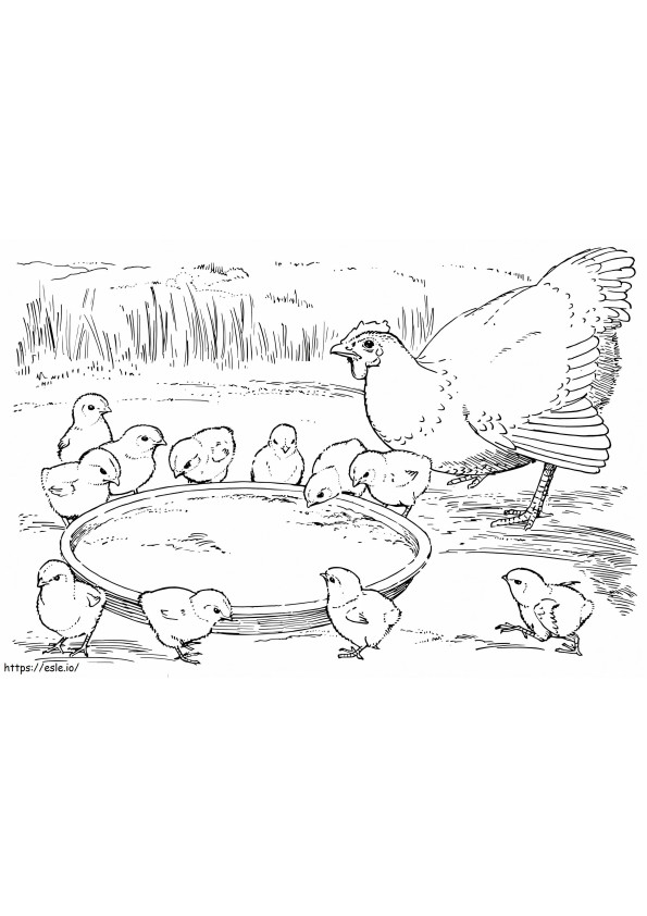 Mother Hen And Chicks coloring page