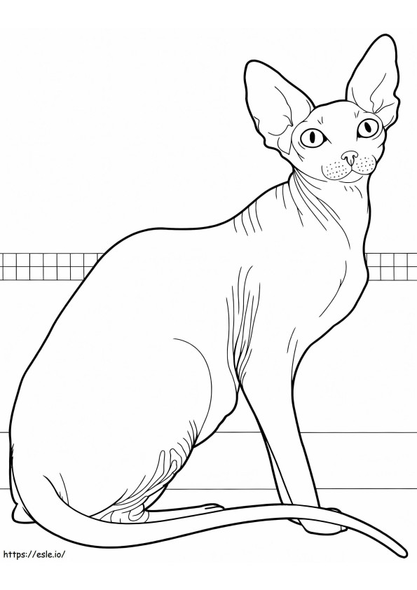 Canadian Sphynx Cat coloring page