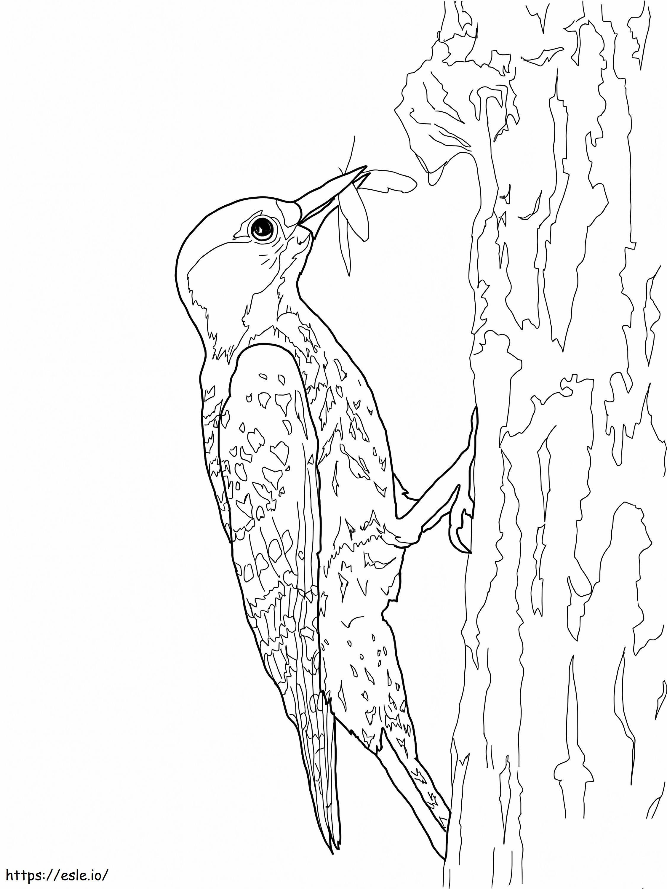 Red Cockaded Woodpecker 1 coloring page